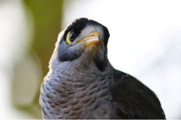 The noisy miner (Manorina melanocephala) Australian bird close up