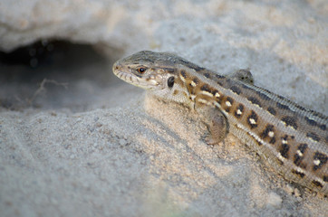 Sand lizard near its burrow in natural habitat. Fauna of Ukraine. Shallow depth of field, close-up.