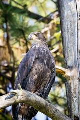 juvenile bald eagle up close