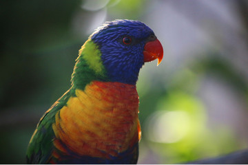 Rainbow Lorikeet pretty birds Portrait 