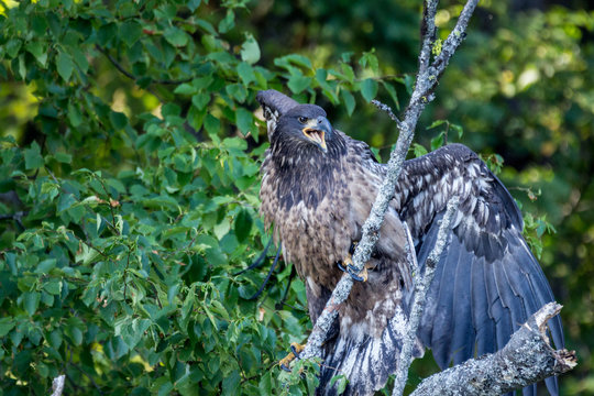 Juvenile Eagle