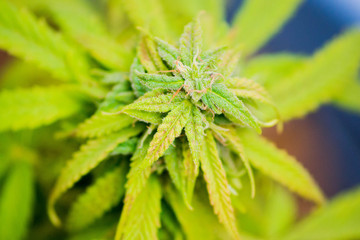 marijuana bud growing up