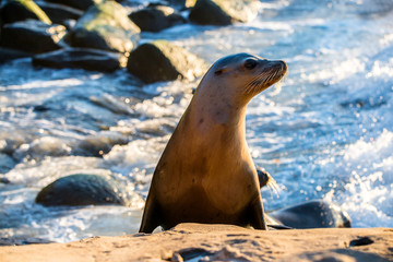 California Sea Lion, San Diego California 