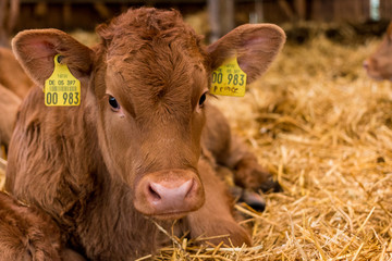 Kälberportrait