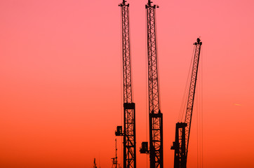 Silhouette of cranes during sunset
