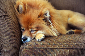 Sleep Deprived Pomeranian
