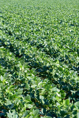 Green soya field in growing