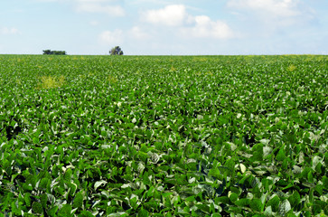 Fototapeta na wymiar Green soya field in growing