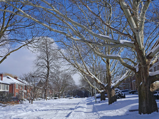 tree lined  residential street in winter