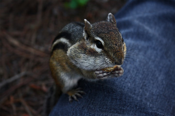 Chipmunk eating