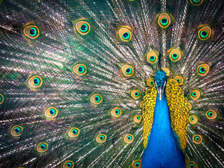Obraz premium Colorful peacock and its magnificent tail.