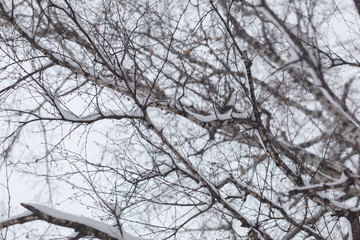 winter tree. bare branches.