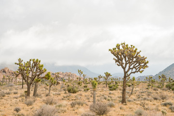 Beautiful landscape with Joshua tree, mountain, rocks