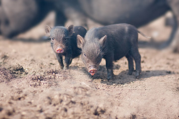piglets. two cute black pigs. very
