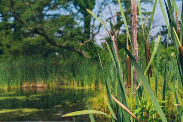 cattails in a wetland