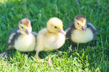chickens. children of chickens
