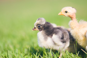 chickens. farm animal