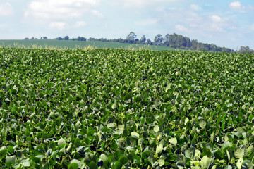 Green soya field in growing