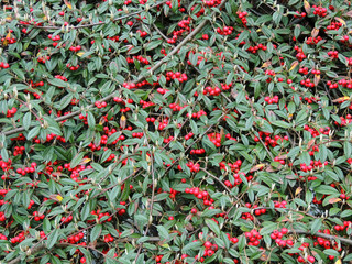 Willow-leaved cotoneaster, Cotoneaster salicifolius, with fruits