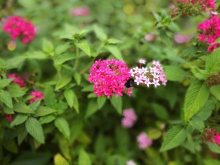 Palácio de cristal - Petrópolis -RJ