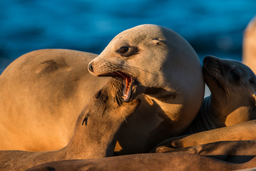 Fototapeta premium California Sea Lion, San Diego California 