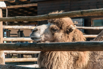 Camel in the zoo.