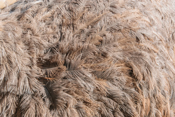 Background from ostrich feathers.
