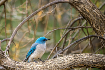 Blue Bird