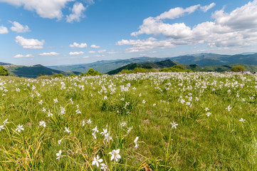 Genoa, Italy. Beautiful field of daffodils (scientific name Narcissus) in bloom in the Ligurian mountains. Clear sky with white clouds