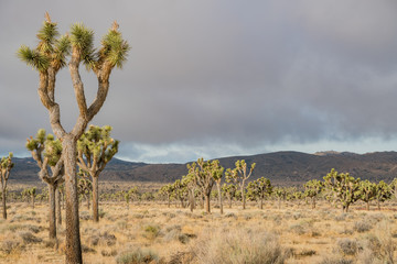 Beautiful landscape with Joshua tree, mountain, rocks