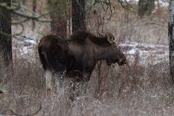 Young Cow Moose 