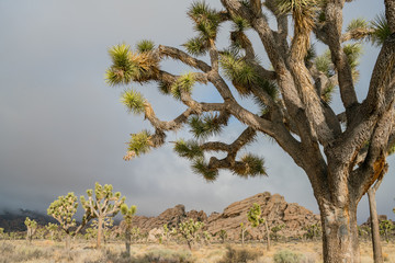 Beautiful landscape with Joshua tree, mountain, rocks