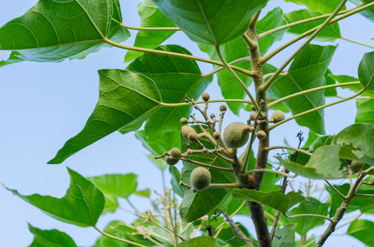 Candlenut Tree With Young Fruits