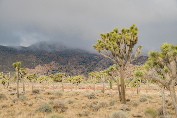 Beautiful landscape with Joshua tree, mountain, rocks