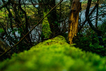 mossy tree 