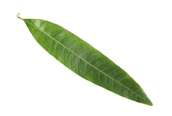 Obraz premium Fresh green mango leaf on white background