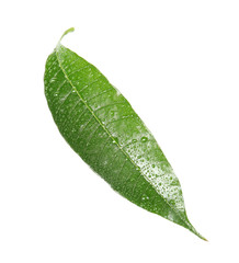 Green mango leaf with water drops on white background