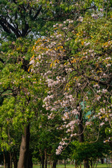 Landscape of tree in the park