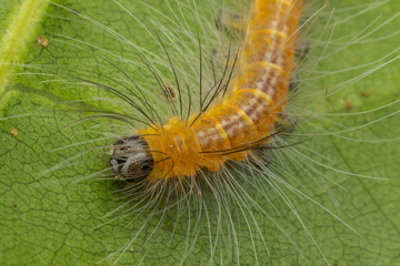 Beautiful Yellow Caterpillar on green leaves