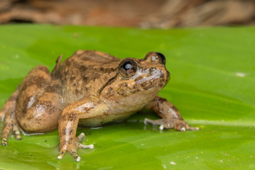 Macro image frog on green leaf in Sabah, Borneo - Philautus Amoenus (Kamboranga Bush frog)