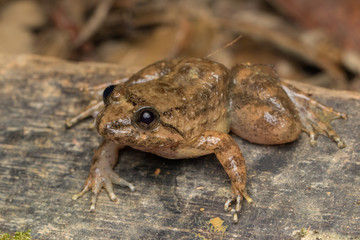 Macro image frog on green leaf in Sabah, Borneo - Philautus Amoenus (Kamboranga Bush frog)