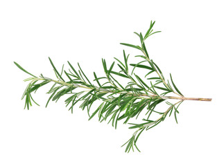 Sprig of fresh rosemary isolated on white background. Rosemary branch