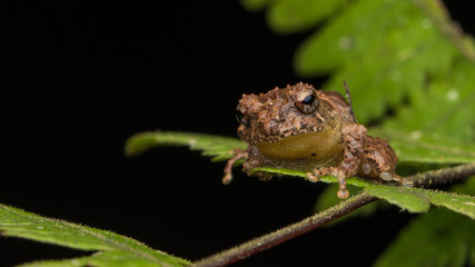 Macro image frog on green leaf in Sabah, Borneo - Philautus Amoenus (Kamboranga Bush frog)