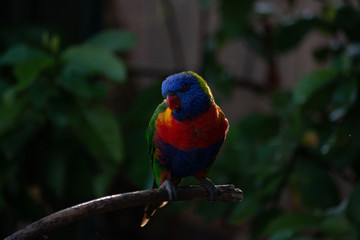 Rainbow Lorikeet birds Portrait Australian bird