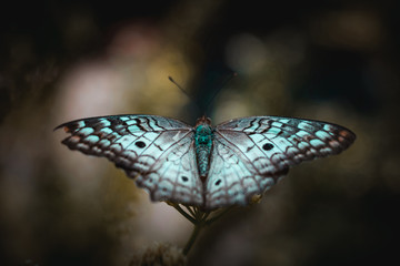 Mariposa-butterfly