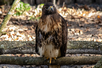 Red tailed hawk