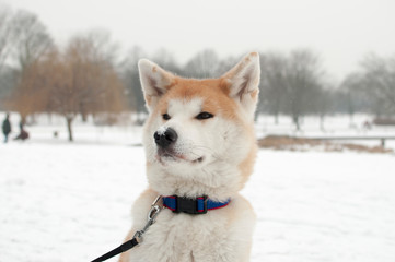Portrait of serious akita inu dog on winter background among snow