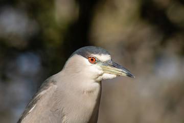 Black crowned night heron