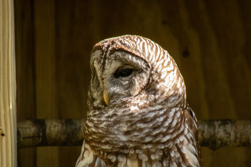 Barred owl
