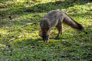 Gray fox